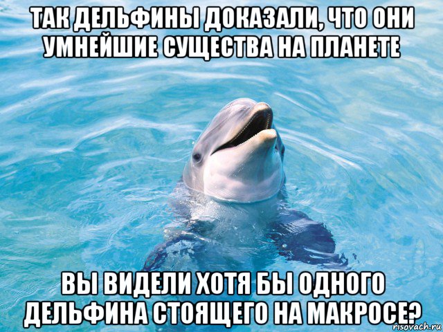 так дельфины доказали, что они умнейшие существа на планете вы видели хотя бы одного дельфина стоящего на макросе?