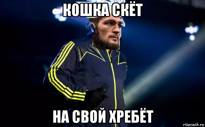 кошка скёт на свой хребёт