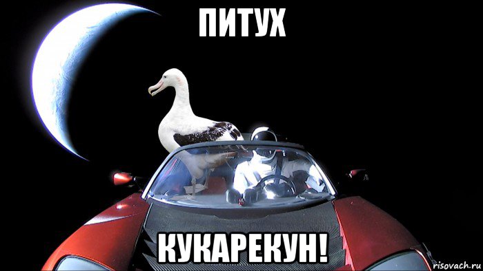 питух кукарекун!