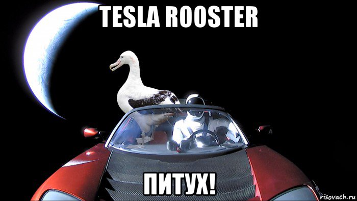 tesla rooster питух!