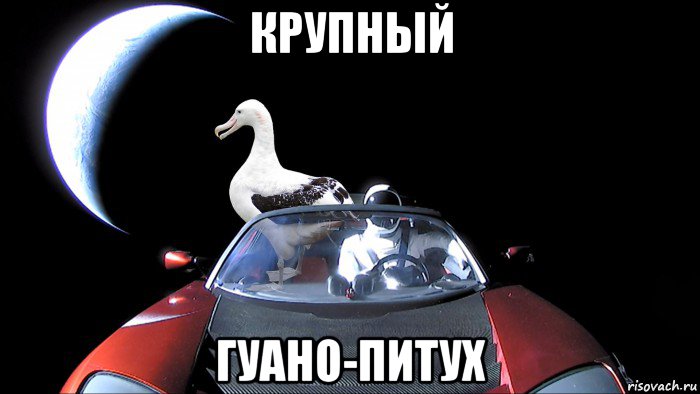 крупный гуано-питух