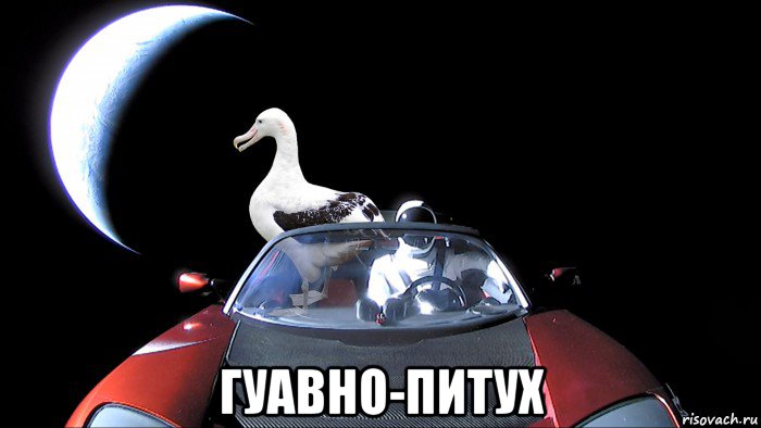  гуавно-питух