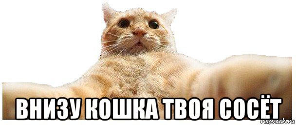  внизу кошка твоя сосёт