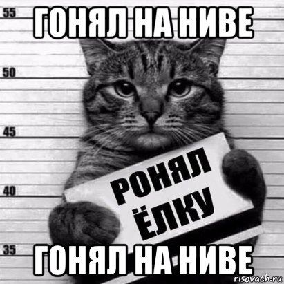 гонял на ниве гонял на ниве, Мем Кот рецидив