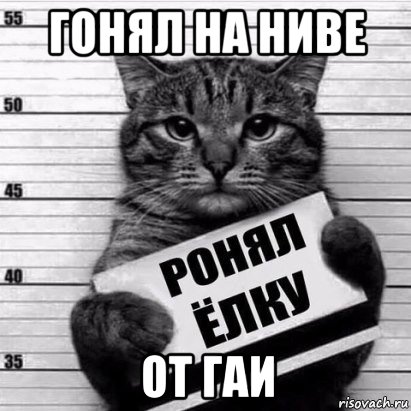 гонял на ниве от гаи, Мем Кот рецидив