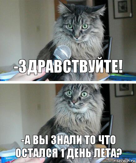 -Здравствуйте! -А вы знали то что остался 1 день лета?, Комикс  кот с микрофоном