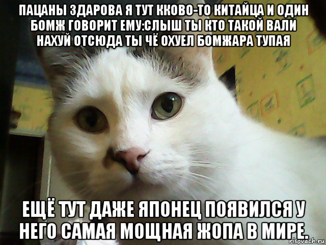 пацаны здарова я тут кково-то китайца и один бомж говорит ему:слыш ты кто такой вали нахуй отсюда ты чё охуел бомжара тупая ещё тут даже японец появился у него самая мощная жопа в мире., Мем Кот удивлен