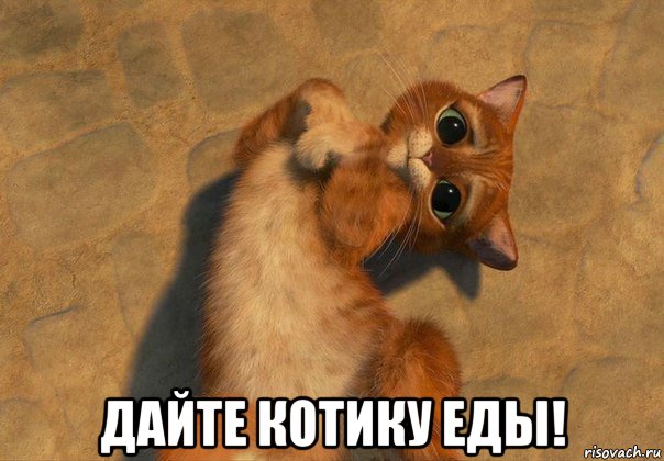  дайте котику еды!