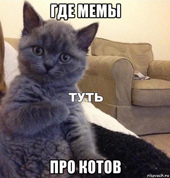 где мемы про котов, Мем Котик - Туть