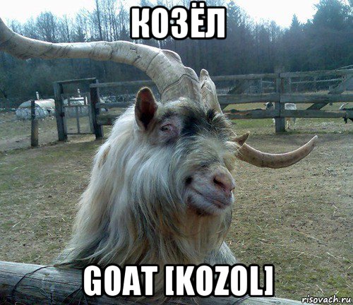 козёл goat [kozol], Мем козел