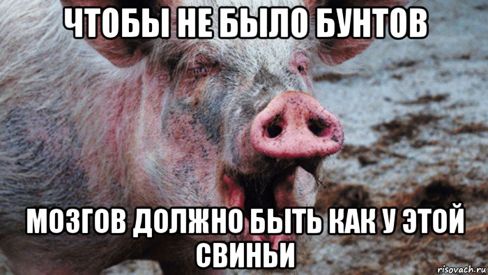 чтобы не было бунтов мозгов должно быть как у этой свиньи