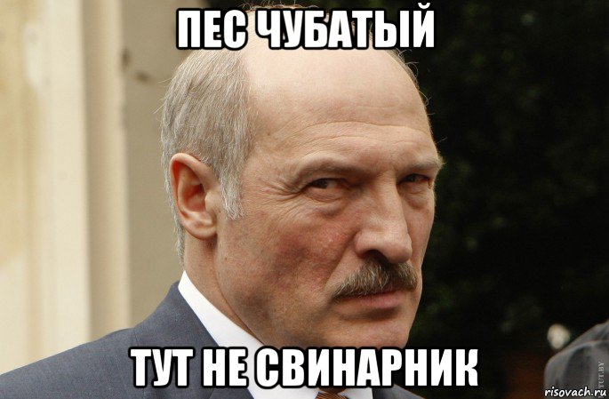 пес чубатый тут не свинарник