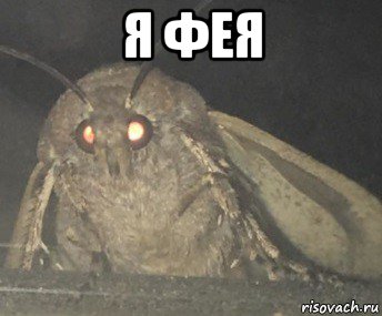 я фея , Мем Матылёк