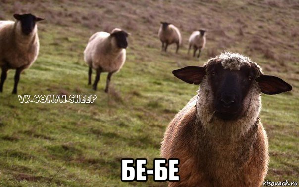  бе-бе, Мем  Наивная Овца