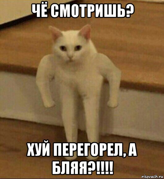 чё смотришь? хуй перегорел, а бляя?!!!!, Мем  Полукот