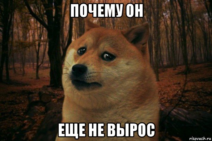 почему он еще не вырос, Мем SAD DOGE