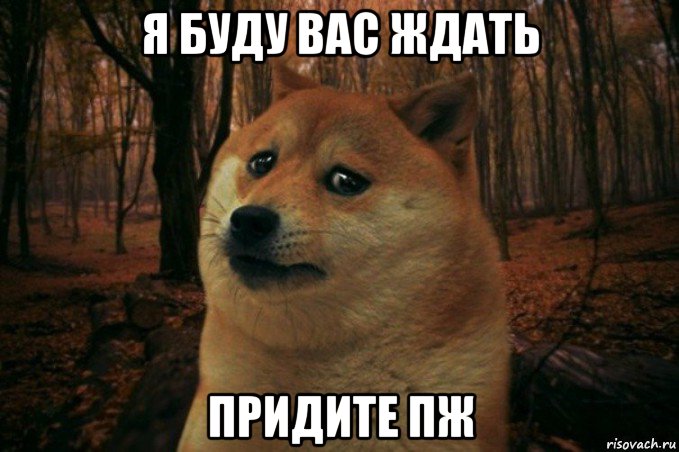 я буду вас ждать придите пж, Мем SAD DOGE