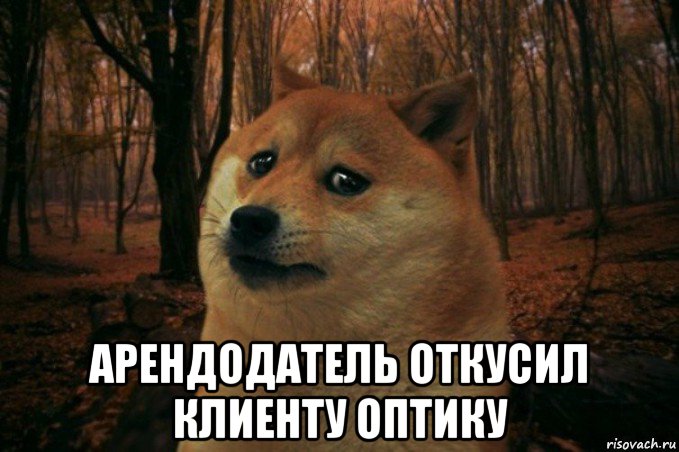  арендодатель откусил клиенту оптику, Мем SAD DOGE