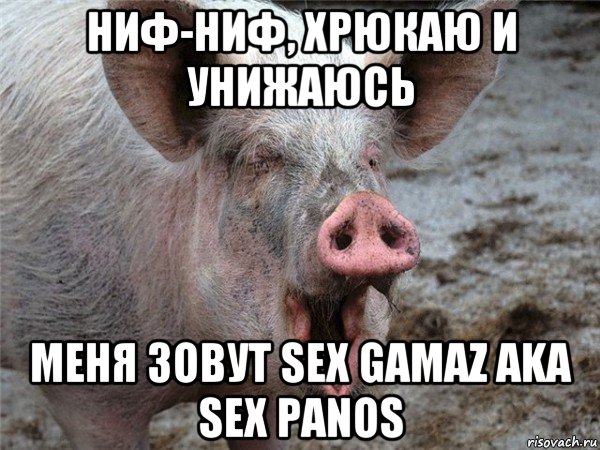 ниф-ниф, хрюкаю и унижаюсь меня зовут sex gamaz aka sex panos