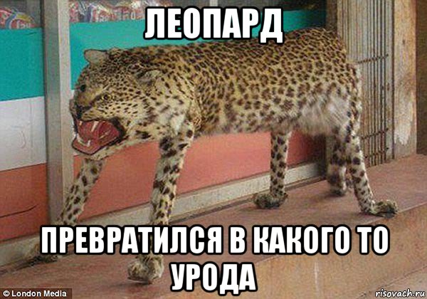 леопард превратился в какого то урода, Мем Тигр