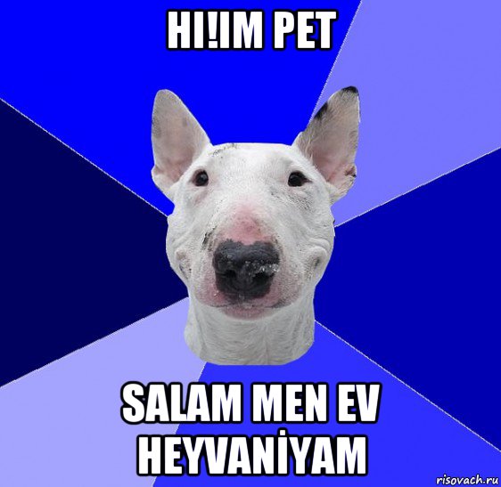 hi!im pet salam men ev heyvanİyam, Мем типичный буль