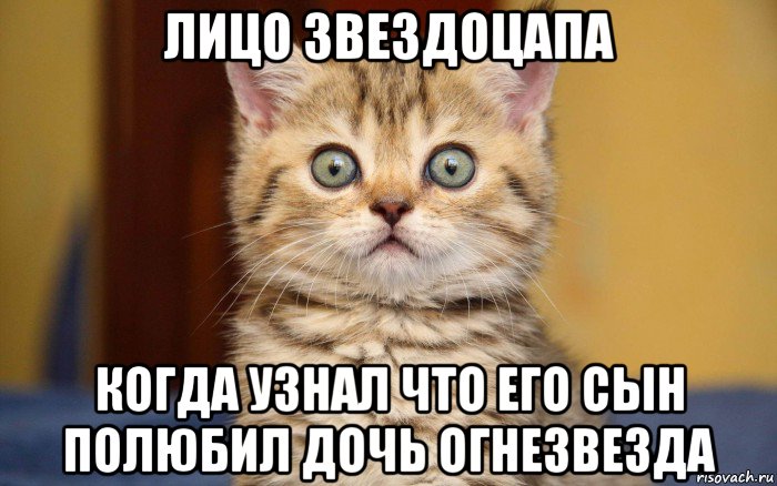 лицо звездоцапа когда узнал что его сын полюбил дочь огнезвезда, Мем  удивление