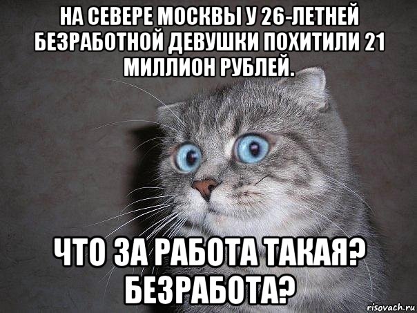 на севере москвы у 26-летней безработной девушки похитили 21 миллион рублей. что за работа такая? безработа?, Мем  удивлённый кот