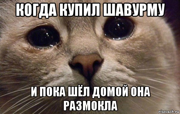 когда купил шавурму и пока шёл домой она размокла, Мем   В мире грустит один котик