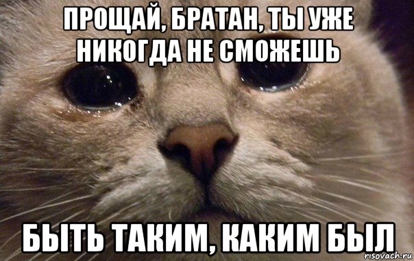 прощай, братан, ты уже никогда не сможешь быть таким, каким был, Мем   В мире грустит один котик