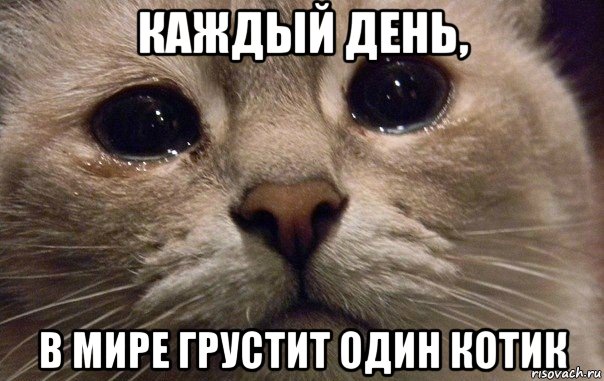 каждый день, в мире грустит один котик, Мем   В мире грустит один котик