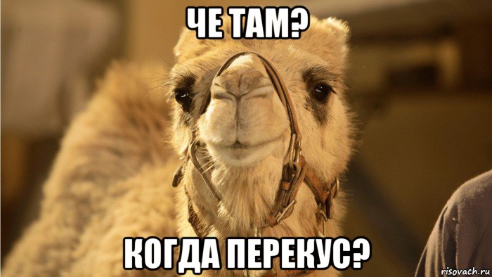 че там? когда перекус?