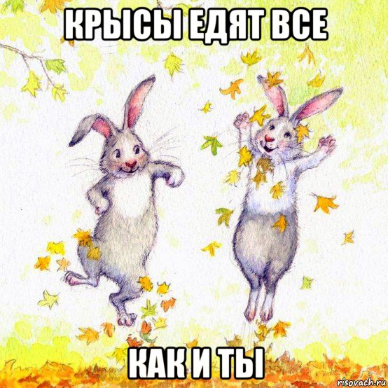 крысы едят все как и ты
