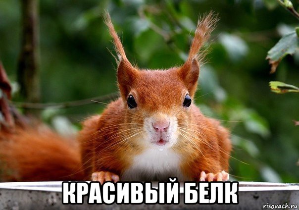  красивый белк