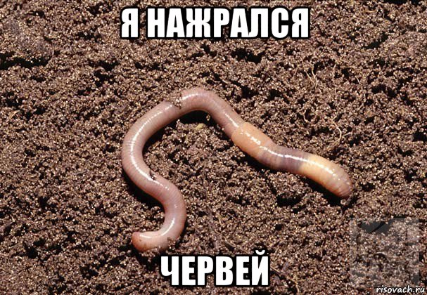 я нажрался червей