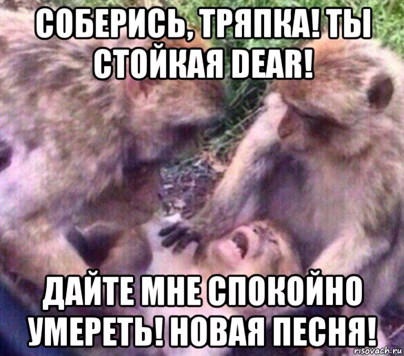 соберись, тряпка! ты стойкая dear! дайте мне спокойно умереть! новая песня!