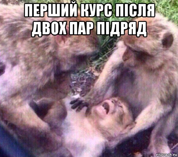 перший курс після двох пар підряд 