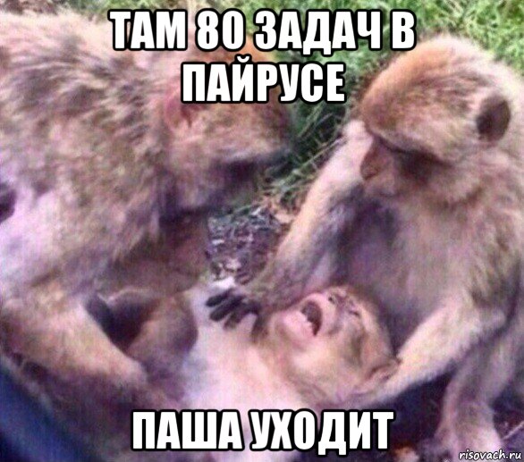 там 80 задач в пайрусе паша уходит