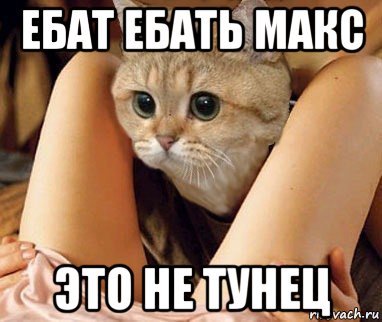 ебат ебать макс это не тунец