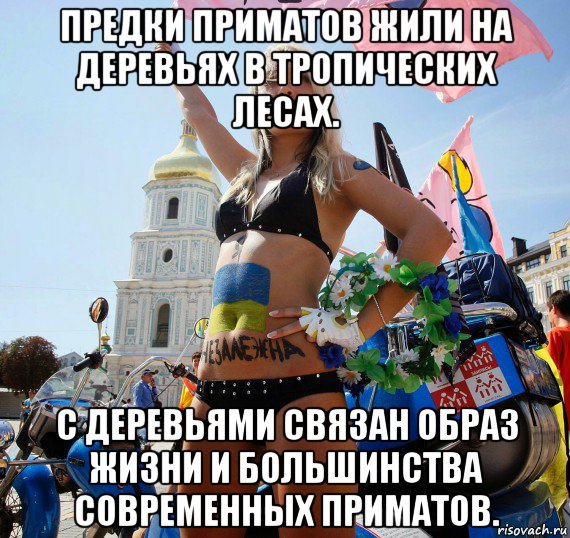 предки приматов жили на деревьях в тропических лесах. с деревьями связан образ жизни и большинства современных приматов.