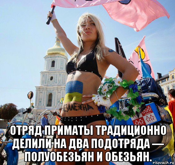  отряд приматы традиционно делили на два подотряда — полуобезьян и обезьян.
