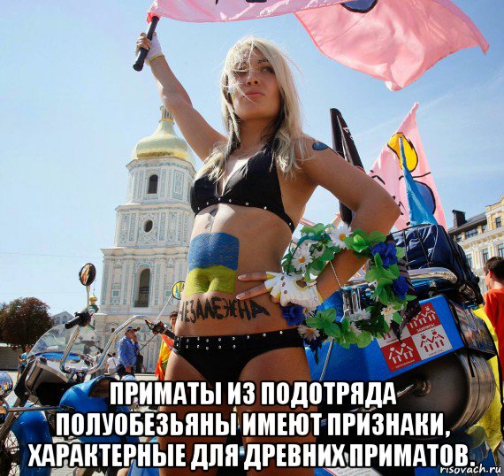  приматы из подотряда полуобезьяны имеют признаки, характерные для древних приматов.