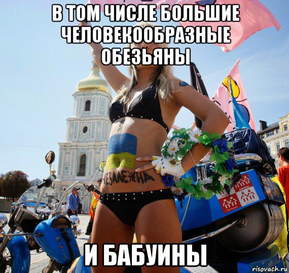 в том числе большие человекообразные обезьяны и бабуины