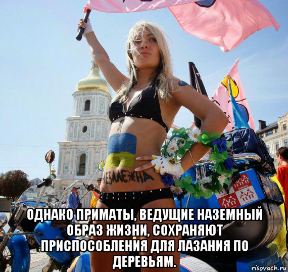  однако приматы, ведущие наземный образ жизни, сохраняют приспособления для лазания по деревьям.