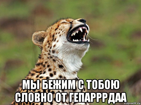  мы бежим с тобою словно от гепарррдаа, Мем гепард