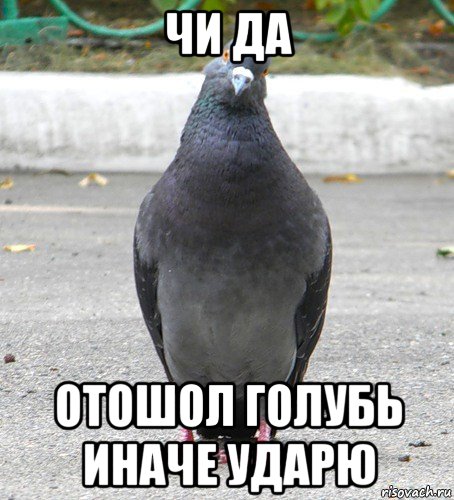 чи да отошол голубь иначе ударю