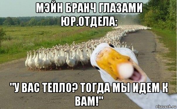 мэйн бранч глазами юр.отдела: "у вас тепло? тогда мы идем к вам!", Мем гуси