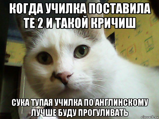 когда училка поставила те 2 и такой кричиш сука тупая училка по англинскому лучше буду прогуливать, Мем Кот удивлен