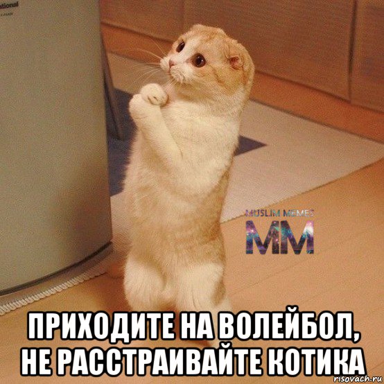  приходите на волейбол, не расстраивайте котика