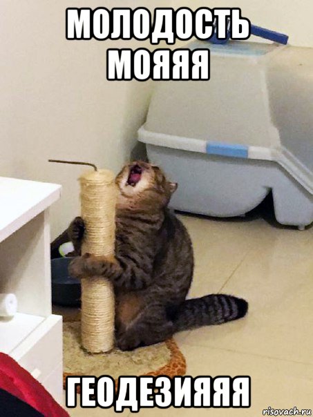 молодость мояяя геодезияяя, Мем Орущий кот