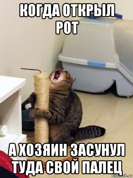 когда открыл рот а хозяин засунул туда свой палец, Мем Орущий кот